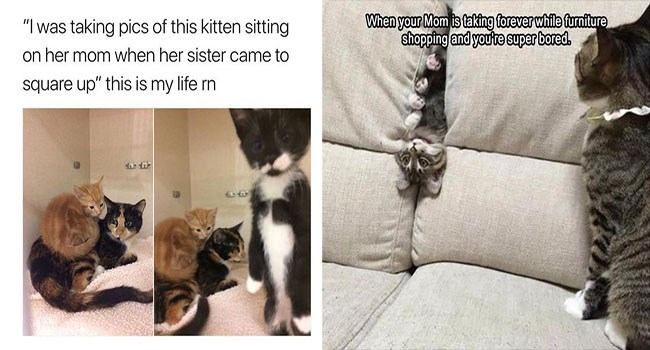 When You Re Out Of Toilet Paper But A Kitten Walks In I M Sorry