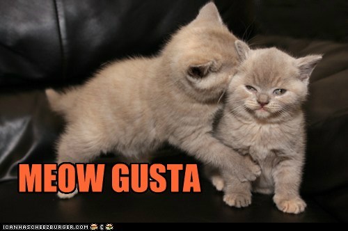 Cats Caffeine On Twitter It S Meme Mondays Enjoy