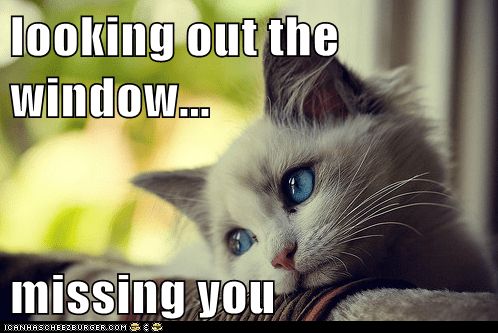 Cat Looking Out Of Window By Risefire Meme Center