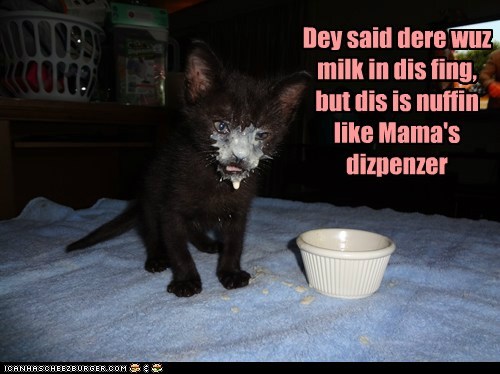 16 Of The Best Grumpy Cat Memes Catster