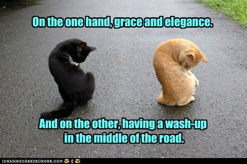 And every single week , we do the same thing, celebrating the most purrfect day of the week with the freshest, most talked about cat memes of the week. Lolcats Clean Lol At Funny Cat Memes Funny Cat Pictures With Words On Them Lol Cat Memes Funny Cats Funny Cat Pictures With Words On