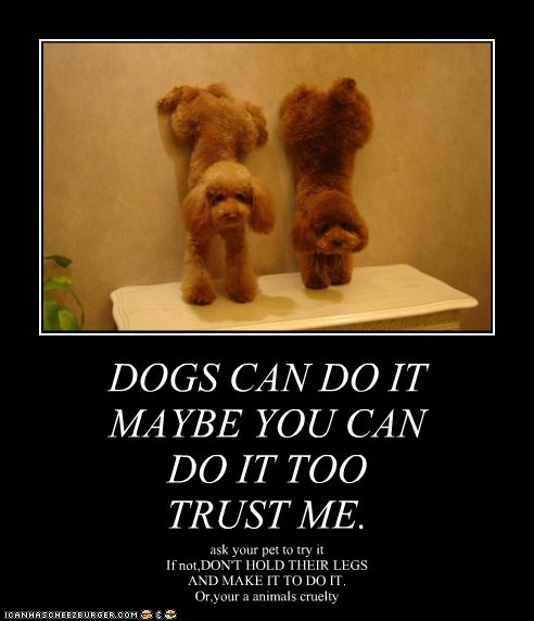 24 Dog Memes That Will Always Make Us Laugh