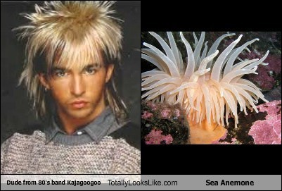 Limahl Kajagoogoo Totally Looks Like Sea Anemone Totally Looks Like