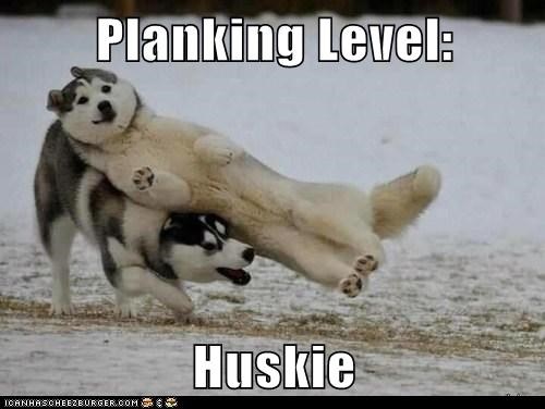 28 Funniest Dog Memes Best Viral Dog Jokes And Pictures