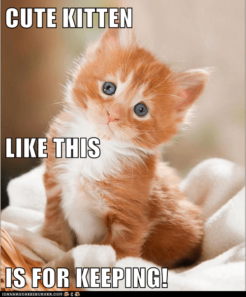 Cute Kitten Like This Is For Keeping Lolcats Lol Cat Memes