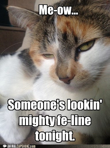Carey Conley On Twitter Meow Agrees And I Am