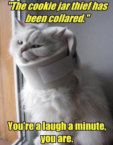 Don T Quit Your Day Job Lolcats Lol Cat Memes Funny Cats