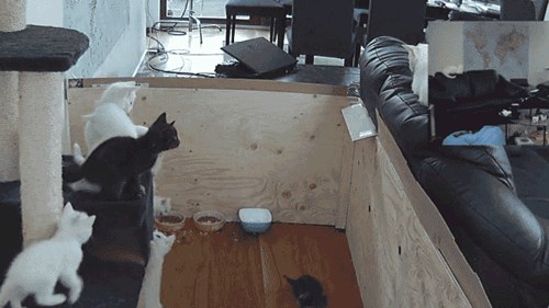 Cat Memes Catmemes Twitter