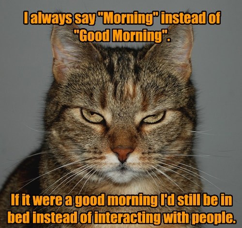 Good Morning Kitty Good Morning Meme Funny Good Morning Memes