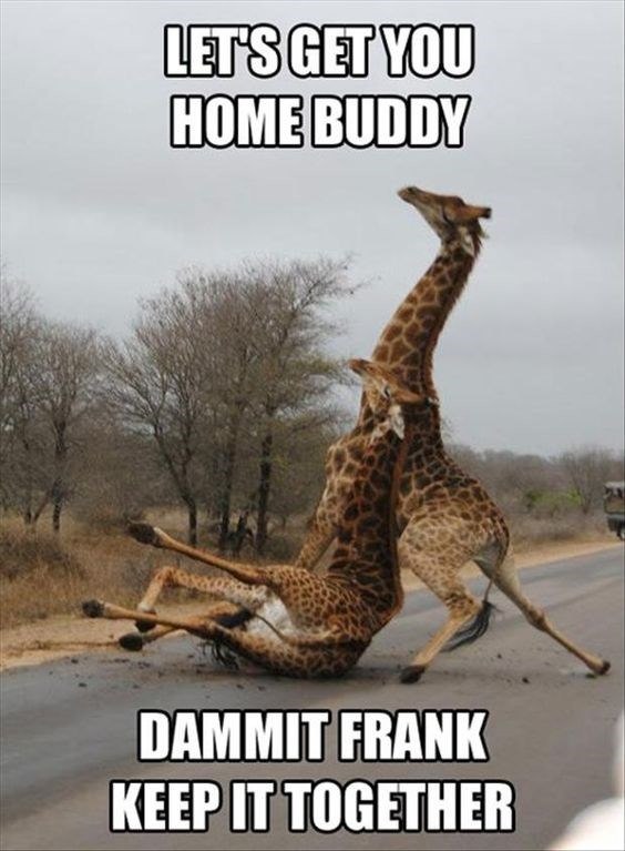 12 Funny Giraffe Memes That Will Make Your Day I Can Has Cheezburger?