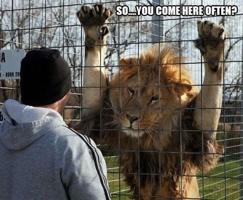 The Skinny Yet Mighty Lion Cheezburger Funny Memes Funny