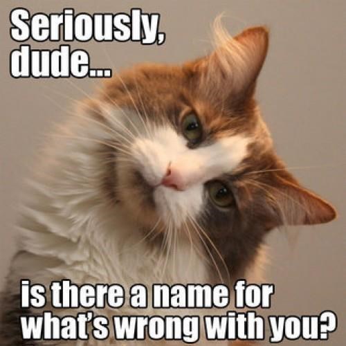 Judgemental Memes Gifs Imgflip