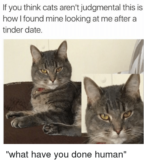 Our Best Dog Memes