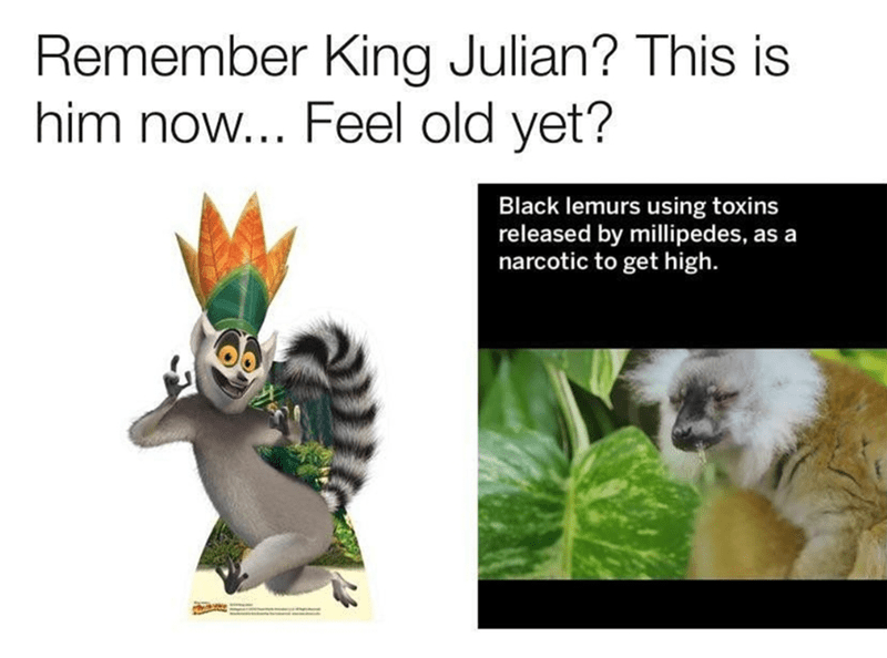 King Julian Memes