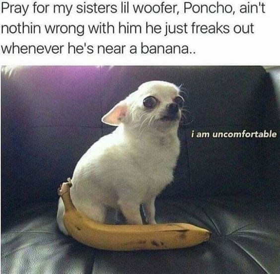 20 Chihuahua Memes That Are Too Funny Not To Laugh At I Can Has