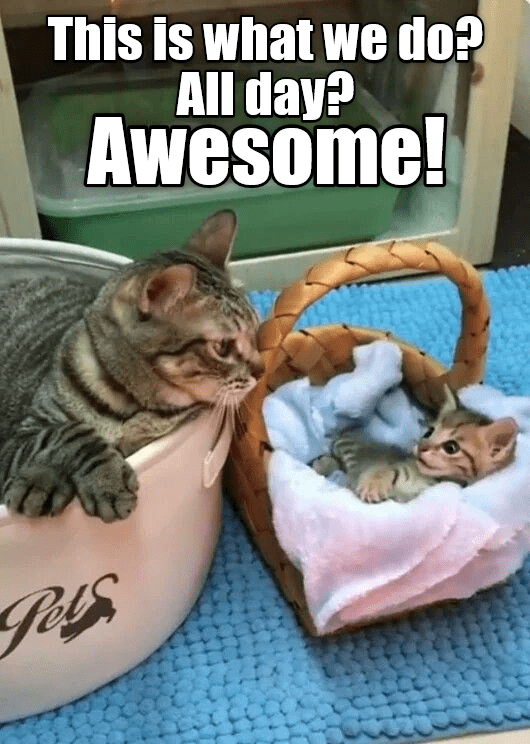 Austin Com 17 Cat Memes That Will Have You Running To Austin