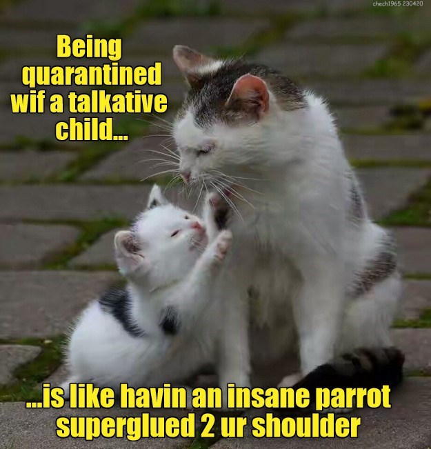 Funny Cute Cat Memes Omg Lol Wattpad