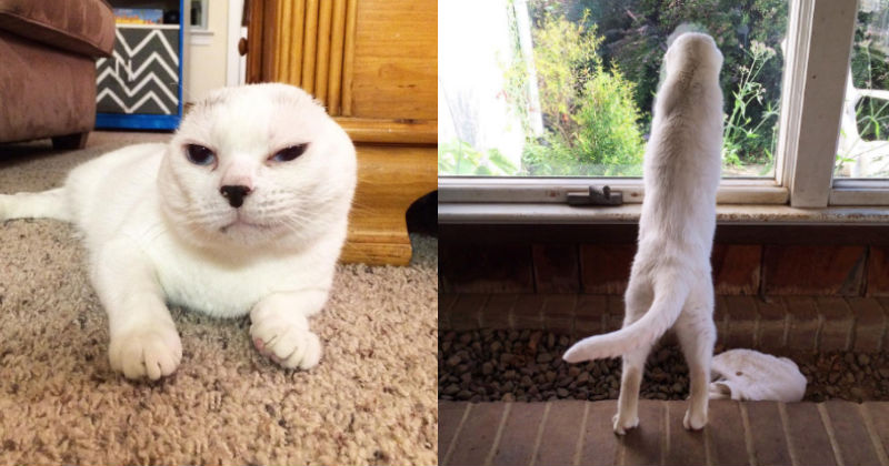 Meet Otitis, the Rescue Cat With No Ears I Can Has Cheezburger?