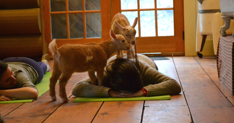 People Are Having a Surprisingly Good Time Doing Yoga With Baby Goats