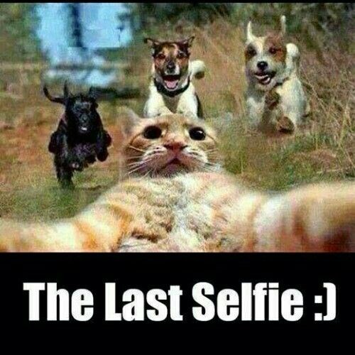 But First, Let Me Take A Selfie… I Can Has Cheezburger? Funny Cats