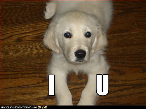 I Has A Hotdog labrador Page 3 Funny Dog Pictures Dog Memes