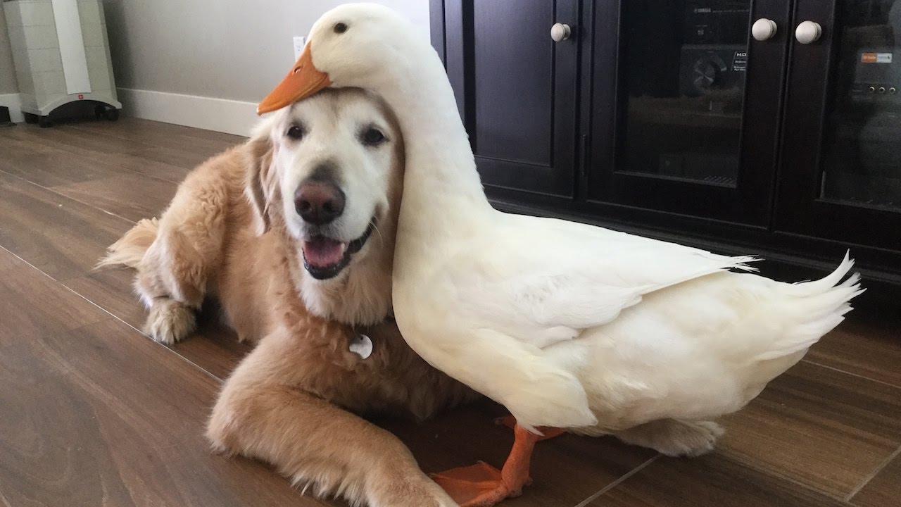 Dog And Duck Are Inseparable Best Friends I Can Has