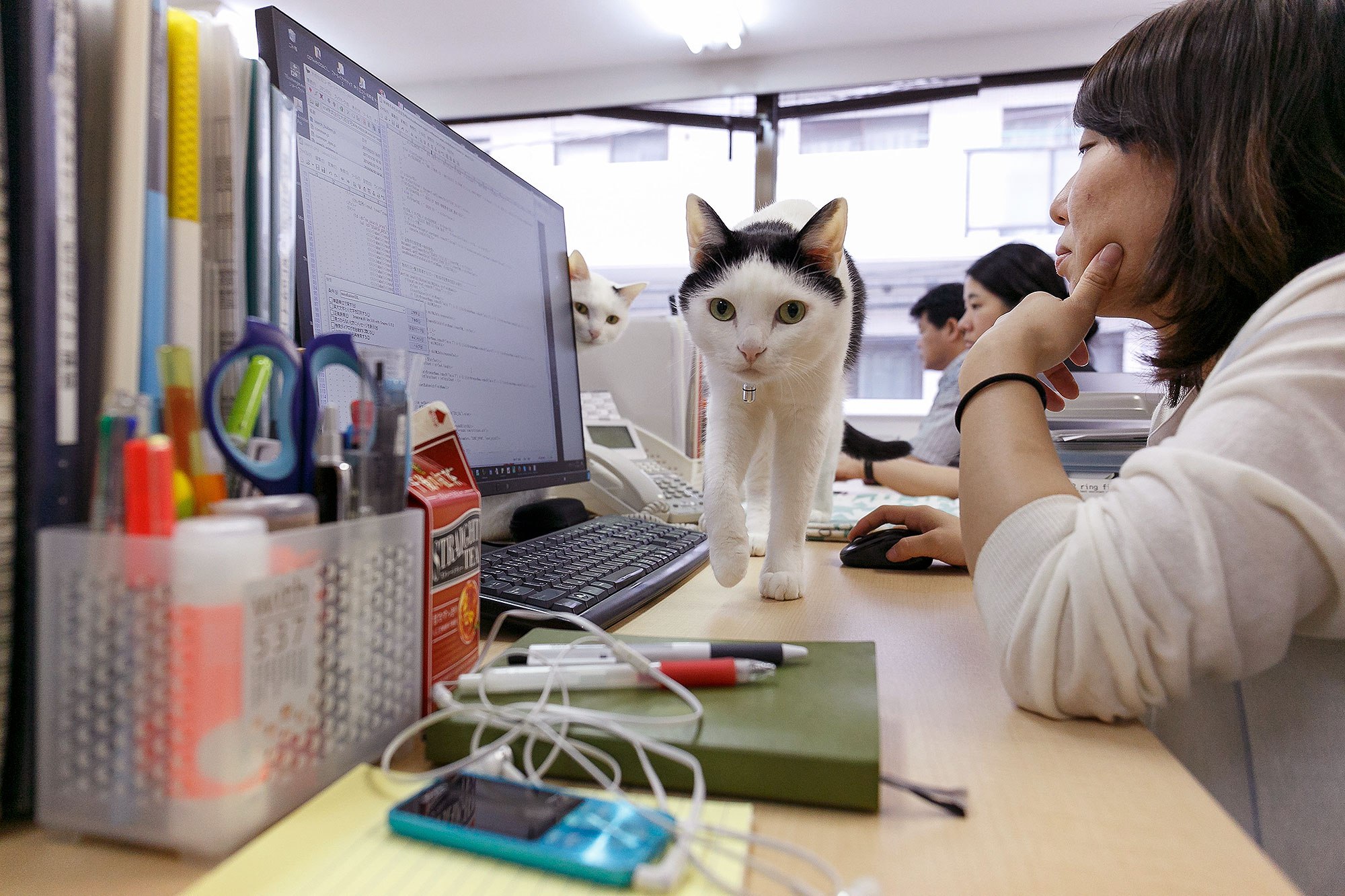 Japanese Office Adopts 9 Cats And Are The Newest Employees I Can Has