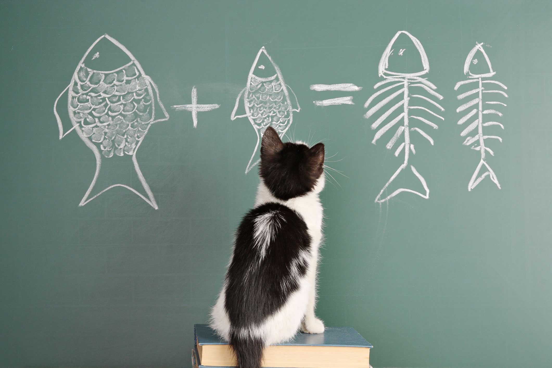 Know Your Feline’s History With This New DNA Test For Cats I Can Has