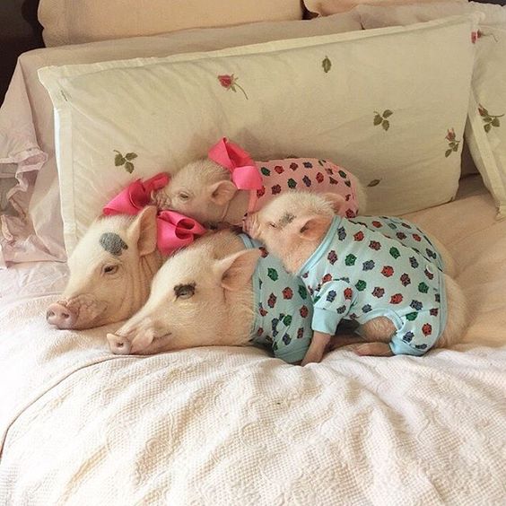20 Pets Who Are Having An awesome Sunday Morning In Their Pajamas I