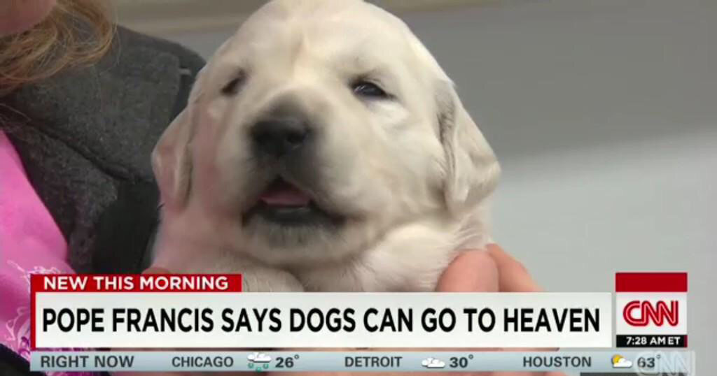 30+ Doggo Memes That Will Leave You Feeling Warm And Fuzzy Memebase