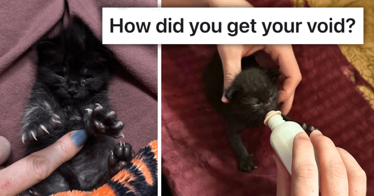 15 Voids Share Their Pawdorable Purrspective on How They Turned Their