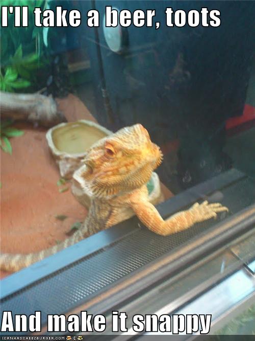 So a Bearded Dragon Walks Into a Bar... Animal Comedy Animal Comedy
