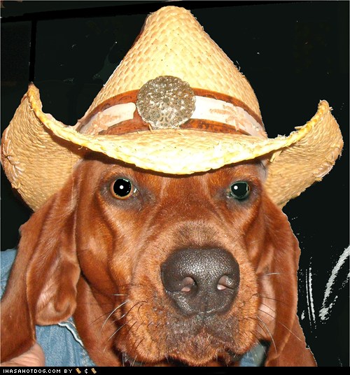 I Has A Hotdog cowboy hat Funny Dog Pictures Dog Memes Puppy