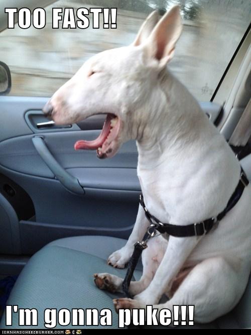 I Has A Hotdog driving too fast Funny Dog Pictures Dog Memes