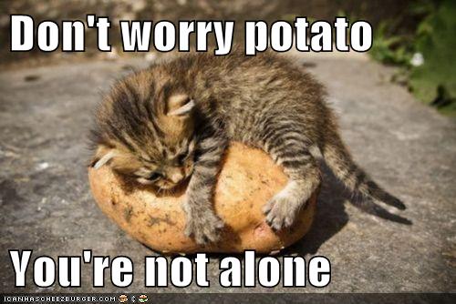 Don't worry potato You're not alone Lolcats lol cat memes funny