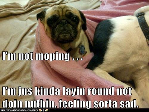 I Has A Hotdog sad face Funny Dog Pictures Dog Memes Puppy