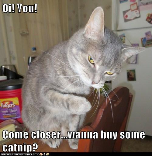 Lolcats drugs Page 2 LOL at Funny Cat Memes Funny cat pictures