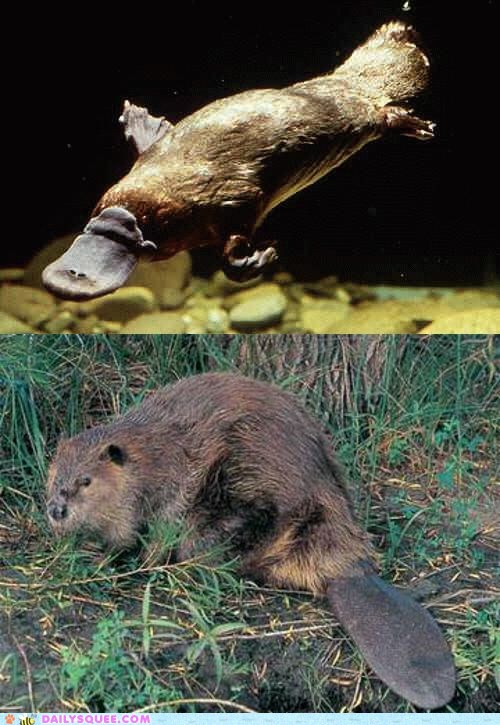 Squee Spree Platypus vs. Beaver Daily Squee Cute Animals Cute
