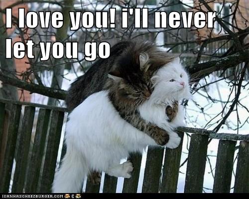 Lolcats Sarcasm Lol At Funny Cat Memes Funny Cat Pictures