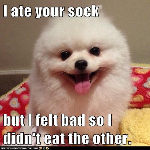 Missing Sock Mystery Solved I Has A Hotdog Dog Pictures Funny
