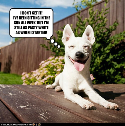 I Has A Hotdog sunshine Funny Dog Pictures Dog Memes Puppy