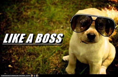 I Has A Hotdog Like a Boss Funny Dog Pictures Dog Memes Puppy
