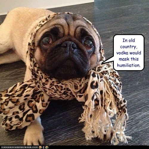 I Has A Hotdog head scarf Funny Dog Pictures Dog Memes Puppy
