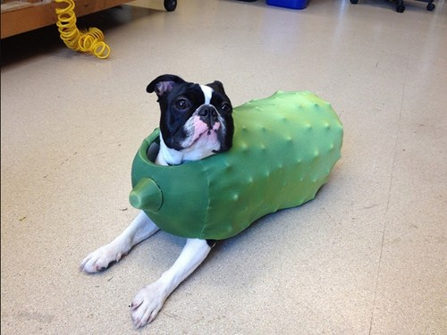 I Can Has Cheezburger? pickle Funny Animals Online Cheezburger