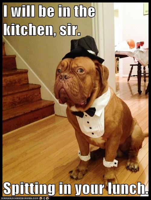 You Sir, are rude... I Has A Hotdog Dog Pictures Funny pictures