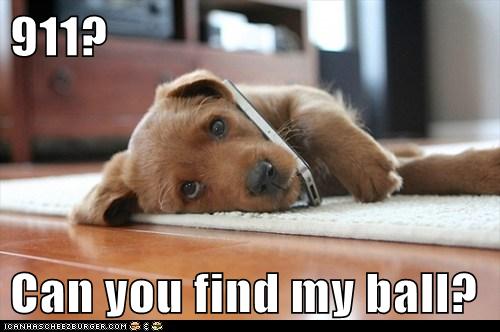 It's an emergency! I Has A Hotdog Dog Pictures Funny pictures of