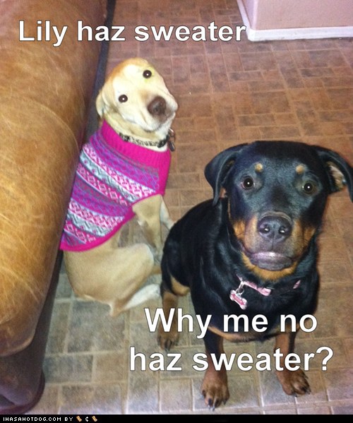 Where's MY sweater? I Has A Hotdog Dog Pictures Funny pictures of