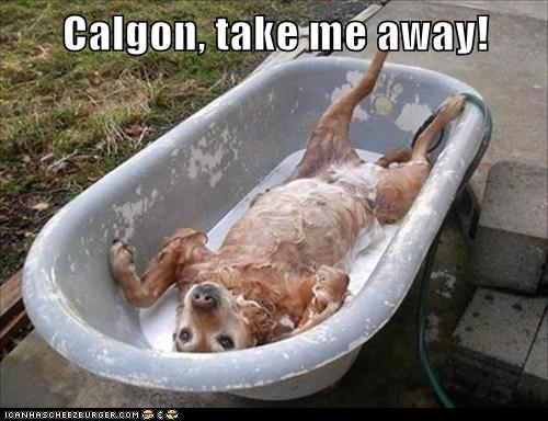 Calgon, take me away! Cheezburger Funny Memes Funny Pictures