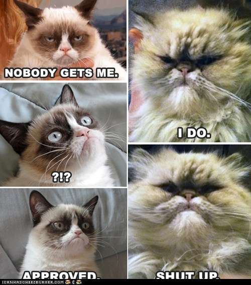 Grumpy Cat Has Met Her Match Lolcats lol cat memes funny cats