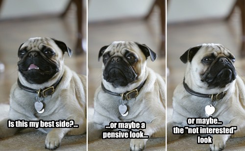 Work That Camera I Has A Hotdog Dog Pictures Funny pictures of dogs Dog Memes Puppy